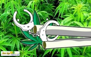ilustrasi sendiri ganja