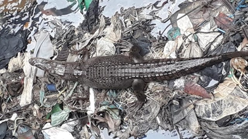 Buaya Bermunculan, Wawali Minta Pasukan Pink & Warga Hati-hati